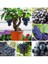 Bonsai Üzüm Ağacı Tohumu (5 Adet Tohum) 2
