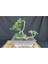 Bonsai Incir Ağacı Tohumu (10 Adet Tohum) 1