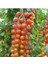 Cherry Domates Tohumu (20 Adet Tohum) 1