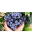 10 Adet Yaban Mersini Tohumu Blueberry Tohumu 2
