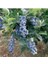 10 Adet Yaban Mersini Tohumu Blueberry Tohumu 3