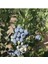 10 Adet Yaban Mersini Tohumu Blueberry Tohumu 4