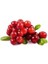 10 Adet Tohum Yaban Mersini Tohumu Cranberry Turna Yemişi Tohumu 1