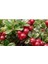 10 Adet Tohum Yaban Mersini Tohumu Cranberry Turna Yemişi Tohumu 3