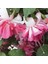 Xxl Çiçekli Katmerli Marbeller Double White Pink Küpe Çiçeği Fidesi (1 Adet) 1