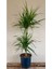 Marginata Dracaena 2 Gövdeli 90 100 cm Ev Bitkisi Salon Bitkisi Ofis Bitkisi Madagaskar Dragon Ağacı 1