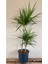 Marginata Dracaena 2 Gövdeli 90 100 cm Ev Bitkisi Salon Bitkisi Ofis Bitkisi Madagaskar Dragon Ağacı 3