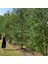 Tüplü Soğuklara Dayanıklı Şifalı Betula Pubescens Betula Alba Huş Ağacı Fidanı 1