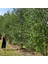 Tüplü Soğuklara Dayanıklı Şifalı Betula Pubescens Betula Alba Huş Ağacı Fidanı 2