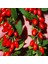 Soğuklara Dayanıklı Bodur Lycium Barbarum Littel Bodur Goji Berry Fidanı 1