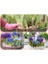 25 Adet Saksılık Iris Süsen Soğanı Germany Iris 2
