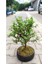 Bonsai Para Ağacı - Para Çiçeği - Bereket Ağacı 1