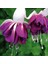 Xxl Çiçekli Katmerli Marbeller Double White Purple Küpe Çiçeği Fidesi (1 Adet) 1