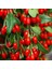 Soğuklara Dayanıklı Instant Success Kırmızı Meyveli Goji Berry Fidanı Seneye Meyve Verir 1