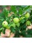 Tüplü Ribes Uva Crispa Hinnonmaki Green Yeşil Meyveli Bektaşi Üzüm Fidanı 1