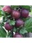 Dikensiz Ribes Uva Crispa Dikensiz Kırmızı Bektaşi Üzümü Fidanı Nadir Bitki 1