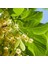 Hızlı Gelişen Soğuklara Dayanıklı Tilia Platyphyllos Avrupa Ihlamuru Fidanı 1