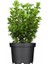 Şimşir Fidanı 30-40 cm (Buxus Sempervirens) 1