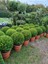 Şimşir Fidanı 30-40 cm (Buxus Sempervirens) 2