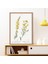Cytisus Bitkisi 1 Çerçeve ve Poster - MT1098 4