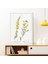 Cytisus Bitkisi 1 Çerçeve ve Poster - MT1098 5