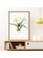 Hypoxis Bitkisi 1 Çerçeve ve Poster - MT1097 3