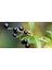 Ligustrum - Kurt Bağrı Çit Bitkisi 30 Adet 5
