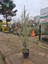 6 Yaş Bursa Gemlik Trilye Zeytin Fidanı Saksılı Büyük Boy 3