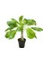 Brighamia Insignis 'Hawaiian Palm' (Hawaii Palmiyesi) 1