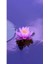3 Adet Tohum Nadir Mor Lotus Çiçeği Tohumu Su Nilüfer Çiçeği Tohumu Hediye Tohumludur 2