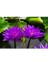 3 Adet Tohum Nadir Mor Lotus Çiçeği Tohumu Su Nilüfer Çiçeği Tohumu Hediye Tohumludur 3
