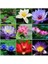 Expres Tohumculuk 3 Farklı Lotus Çiçeği Tohum Nilüfer Çiçeği Tohumu Lotus Tohumu 1