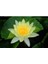 Expres Tohumculuk 3 Farklı Lotus Çiçeği Tohum Nilüfer Çiçeği Tohumu Lotus Tohumu 2