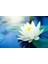 Expres Tohumculuk 3 Farklı Lotus Çiçeği Tohum Nilüfer Çiçeği Tohumu Lotus Tohumu 3