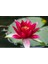 Expres Tohumculuk 3 Farklı Lotus Çiçeği Tohum Nilüfer Çiçeği Tohumu Lotus Tohumu 4