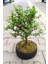 Bonsai Para Ağacı - Para Çiçeği - Bereket Ağacı 1
