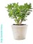 Para Çiçeği Bereket Ağacı Crassula Ovatapara Çiçeği Bereket Ağacı Crassula Ovata 1