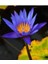 Mavi Lotus Çiçeği Tohum Nilüfer Çiçeği Tohumu Mavi Lotus Tohumu 4 Adet Tohum 2