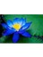 Mavi Lotus Çiçeği Tohum Nilüfer Çiçeği Tohumu Mavi Lotus Tohumu 6 Adet Tohum 1