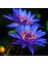 Mavi Lotus Çiçeği Tohum Nilüfer Çiçeği Tohumu Mavi Lotus Tohumu 6 Adet Tohum 4