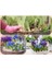 25 Adet Saksılık Iris Süsen Soğanı Germany Iris 2