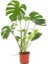 Deve Tabanı 60 80 cm Monstera Deliciosa Ev Bitkisi Ofis Bitkisi Salon Bitkisi 1