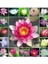4 Farklı Renk Lotus Çiçeği Tohumu Lotus Tohumu + Beyaz + Kırmızı + Sarı +Pembe 2