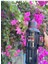 4 Litre Safe Termuz Aile&dagcı Termos 1
