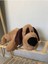 Peluş Köpek Sevimli Peluş Köpek & Oyun Arkadaşı Yumuşak Köpek 2