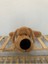 Sevimli Peluş Köpekcik & Oyun Arkadaşı & Uyku Arkadaşı 1