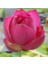 10 Adet Kırmızı Lotus Çiçeği Tohumu Japon Kutsal Nilüfer Çiçek Tohumu Su Çiçeği 2