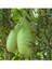 Asma Su (Süla) Kabağı Tohumu 5 Adet Doğal Ev ve Bahçeniz Için Ideal 1