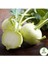 Alabaş Kohlrabi Tohumu 15 Adet Organik Ev Bahçe Için Ideal 4