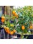 Kamkat Bonsai Kumquat Ağacı 3 Adet Tohum Al Saksı+Torf Hediye Ev ve Bahçe Için Ideal 1